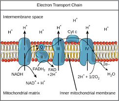 Oxidative phosphorylation | Biology ...