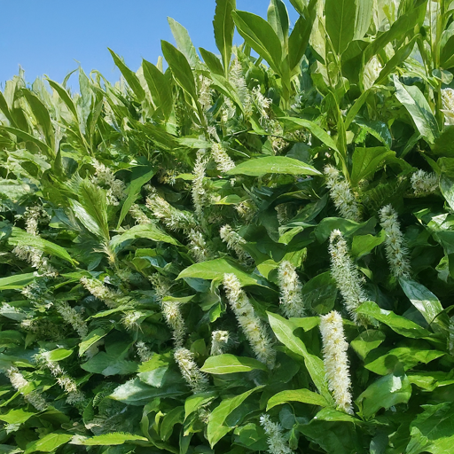 Cherry Laurel (Prunus laurocerasus)