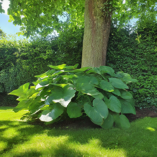 Harnessing the Power of Sunlight for Radiant Lady's Eardrops Blooms