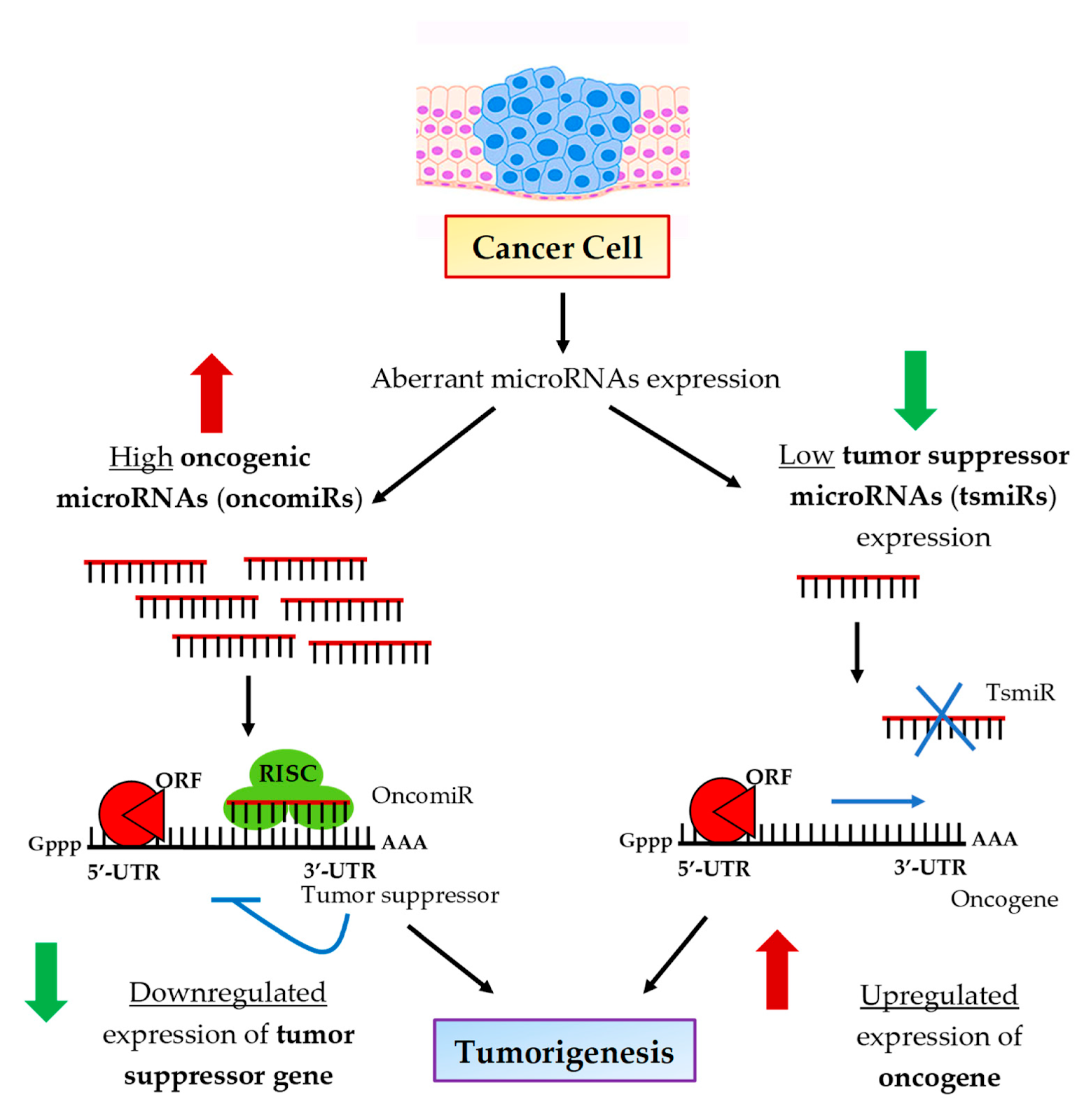 microRNAs