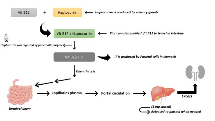 Megaloblastic Anemia