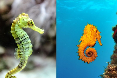 Easy Realistic Drawing of a Seahorse for Kids and beginners: A Step-by-Step Guide