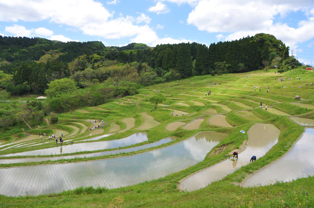 鴨川温泉の大山千枚田の写真