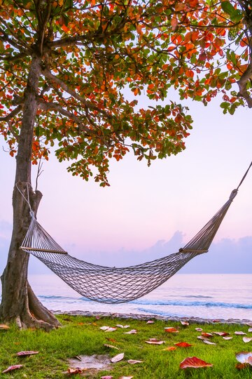 Hammock