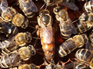 How to work apiculture and honey bee life