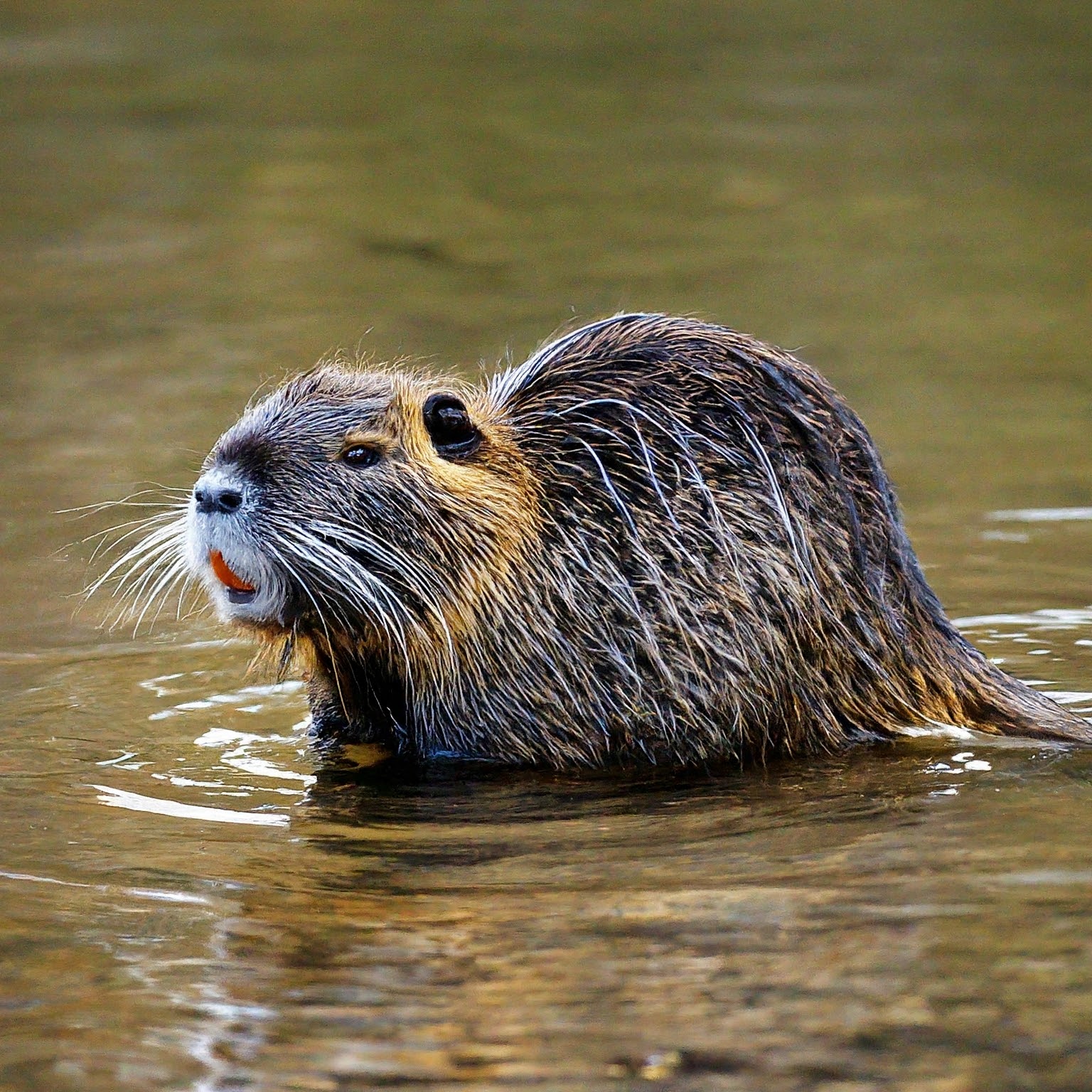 large orange toothed nutria wading in water