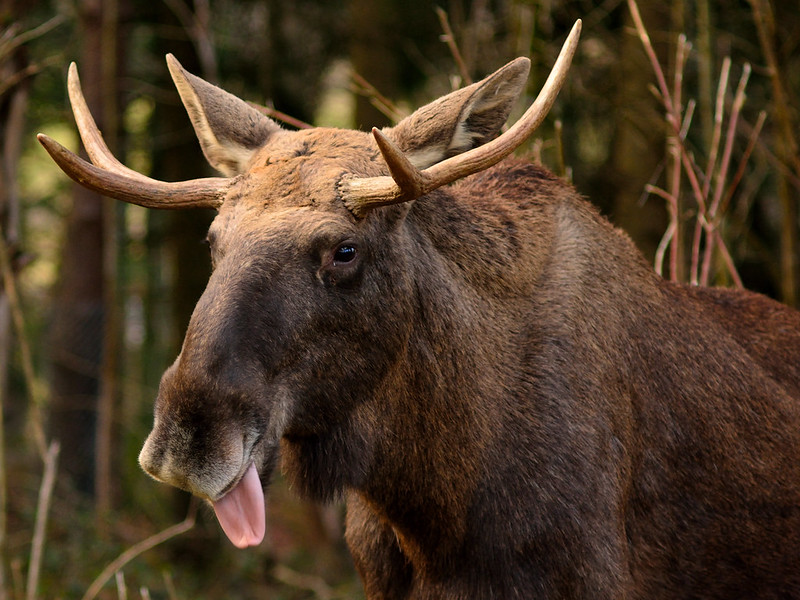Moose showing tongue
