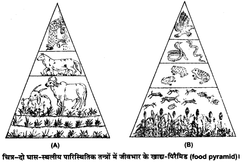 UP Board Solutions for Class 12 Biology Chapter 14 Ecosystem Q.9.1