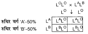 UP Board Solutions for Class 12 Biology Chapter 5 Principles of Inheritance and Variation 2Q.5