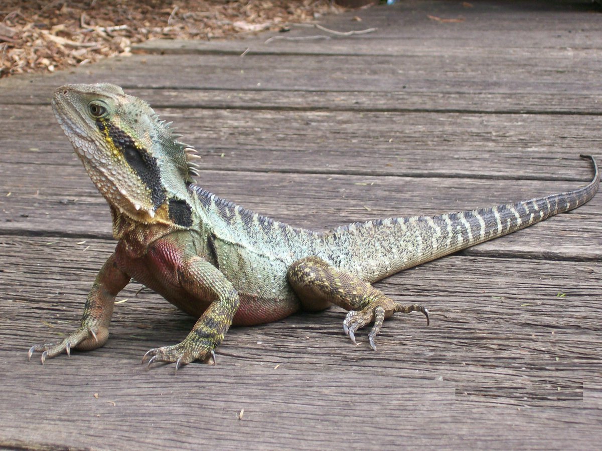 Water Dragons