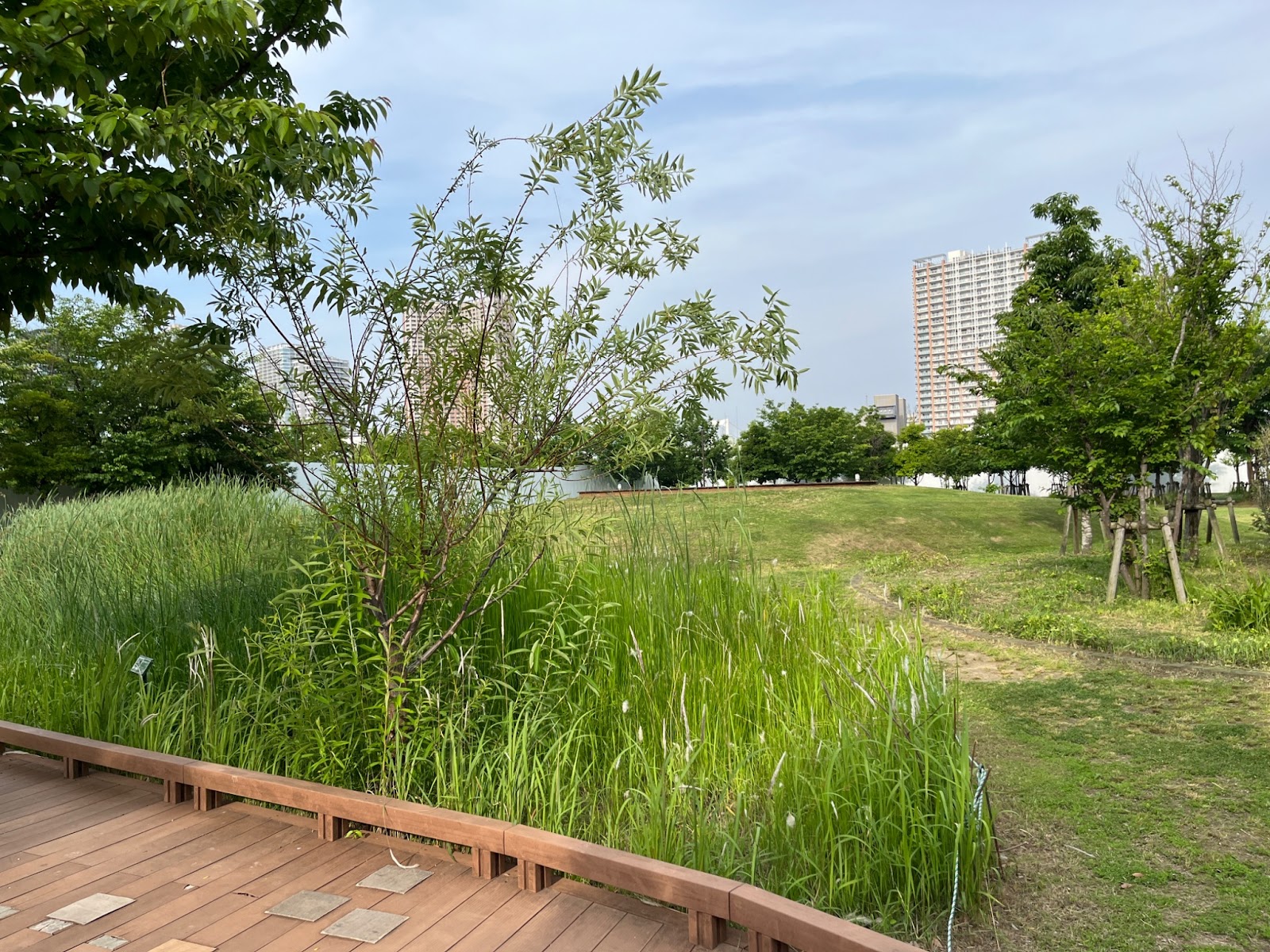 港区立芝浦中央公園 D面