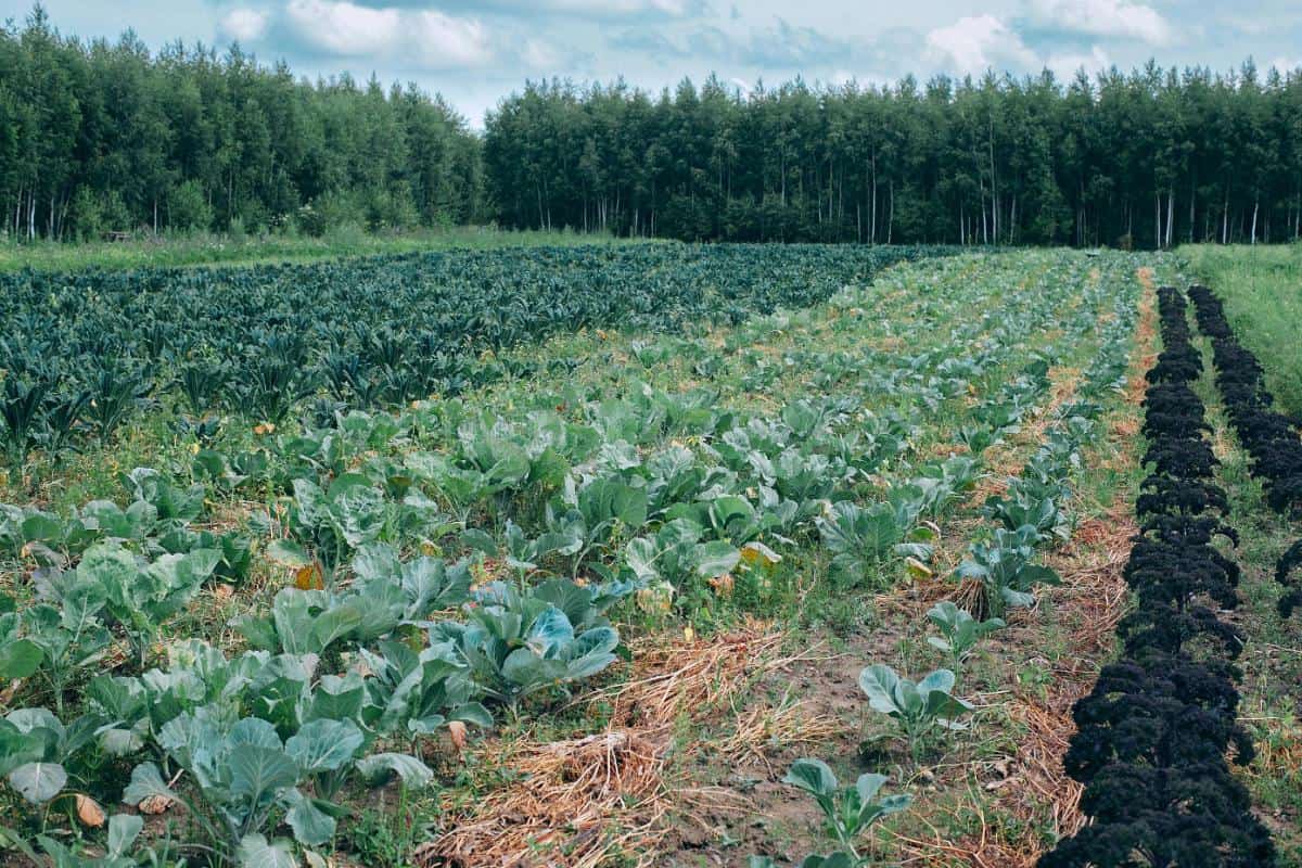 Cand se planteaza varza de toamna - perioada optima de plantare, conditiile de sol pentru o crestere sanatoasa, pasii esentiali pentru pregatirea terenului si insemnatatea rotatiei culturilor