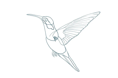 HOW TO DRAW A HUMMINGBIRD STEP-BY-STEP GUIDE