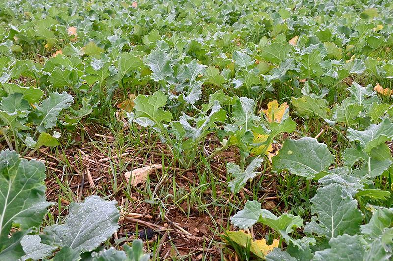 Une image contenant plein air, herbe, légume, Graine de plante

Description générée automatiquement