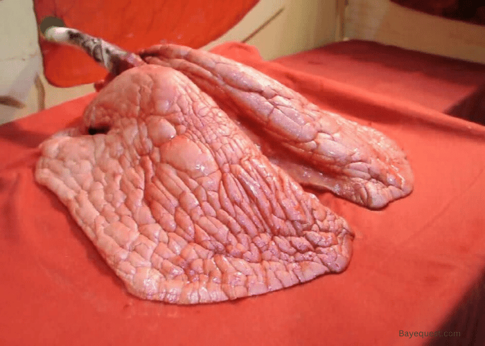 Horse Lungs Anatomy