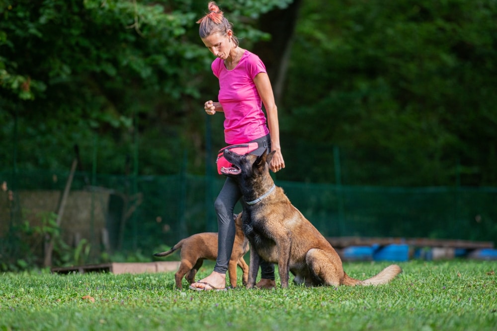 adiestramiento del perro belga malinois