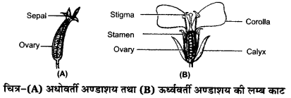 UP Board Solutions for Class 12 Biology Chapter 2 Sexual Reproduction in Flowering Plants 2Q.5