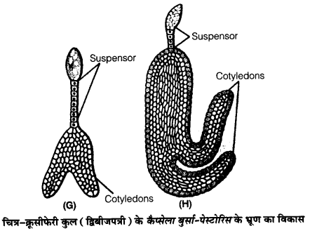 UP Board Solutions for Class 12 Biology Chapter 2 Sexual Reproduction in Flowering Plants 4Q.5.2