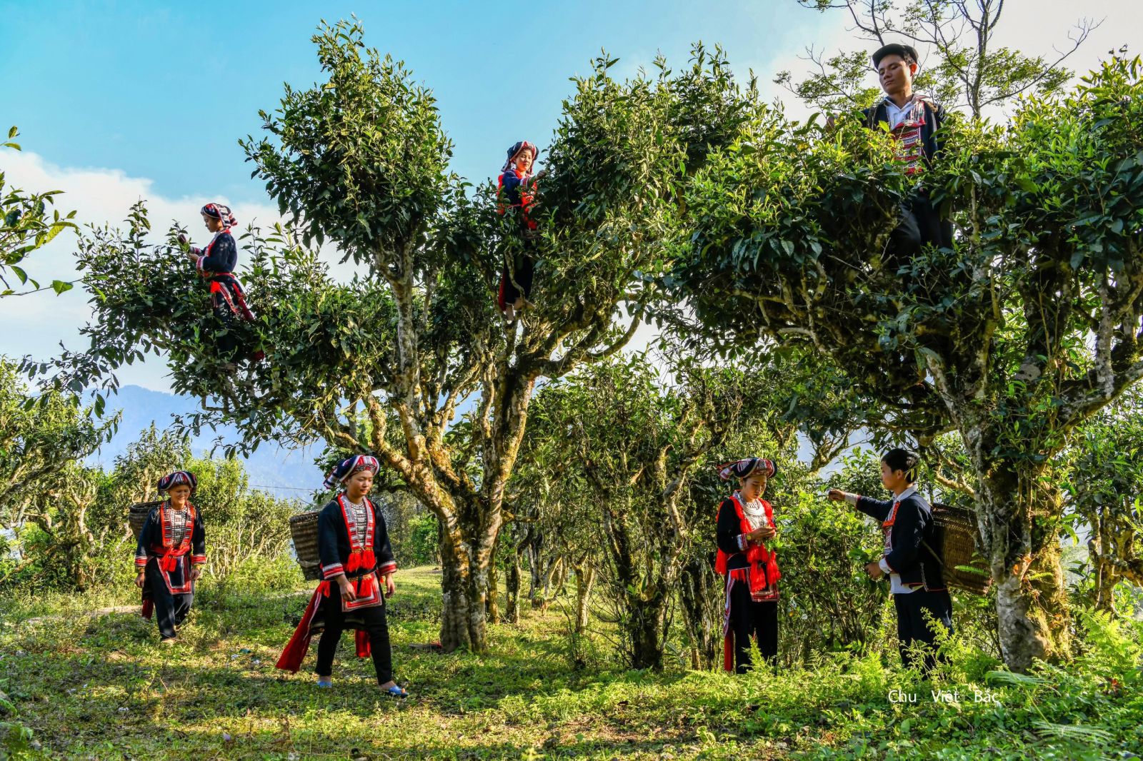 chè shan tuyết tuyên quang