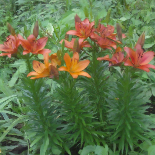 Finding the Right Spot: Where Lilies Shine