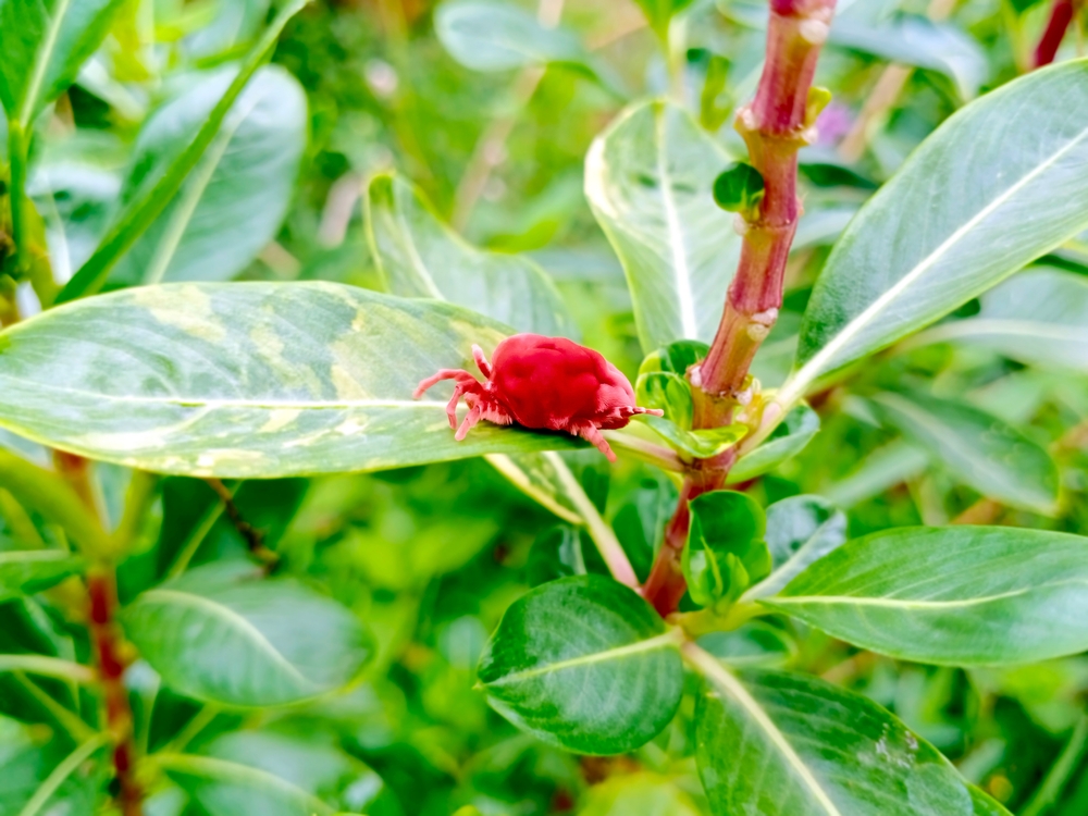 Ácaro rojo en una hoja