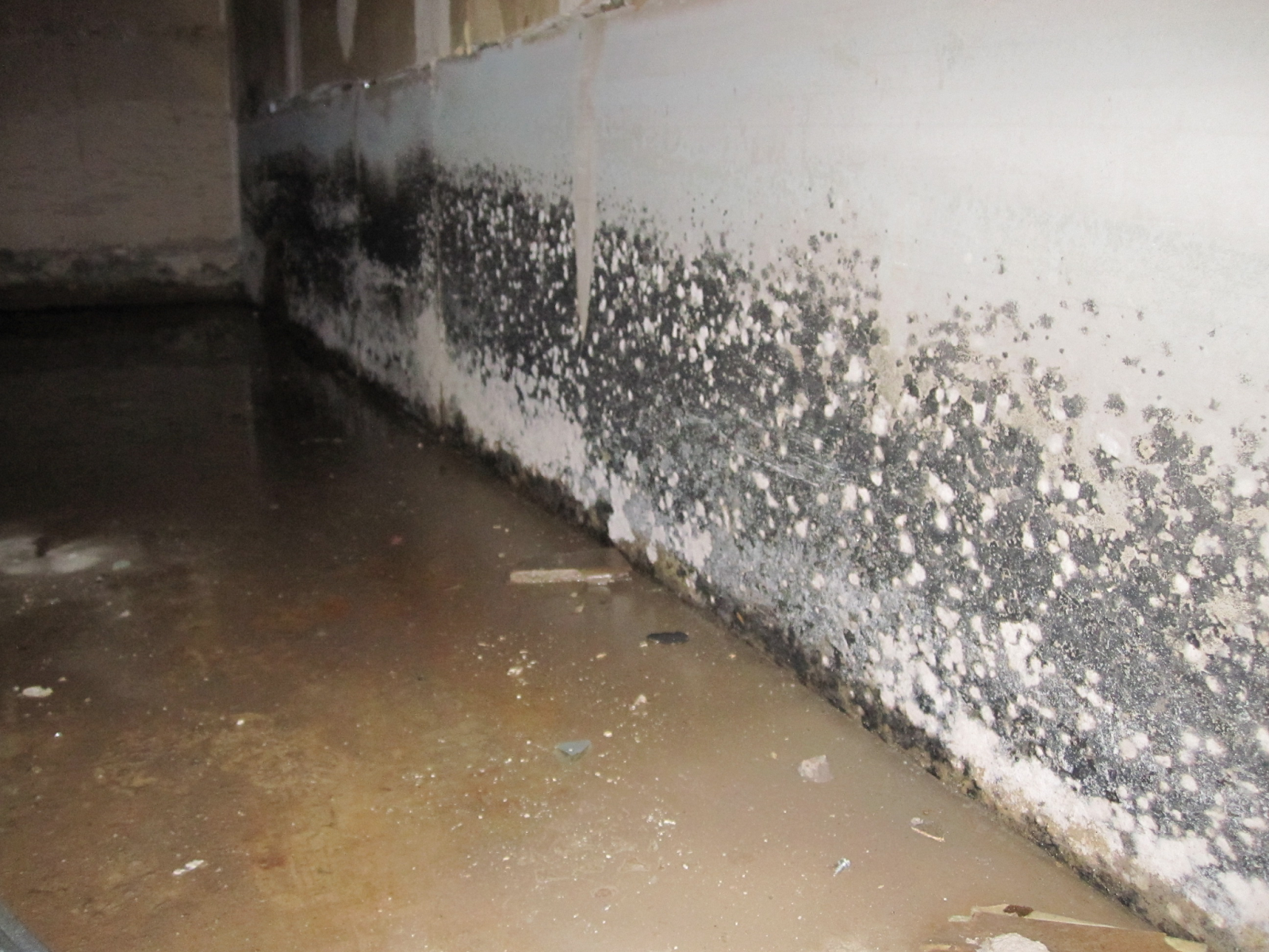 how to get rid of mold in basement