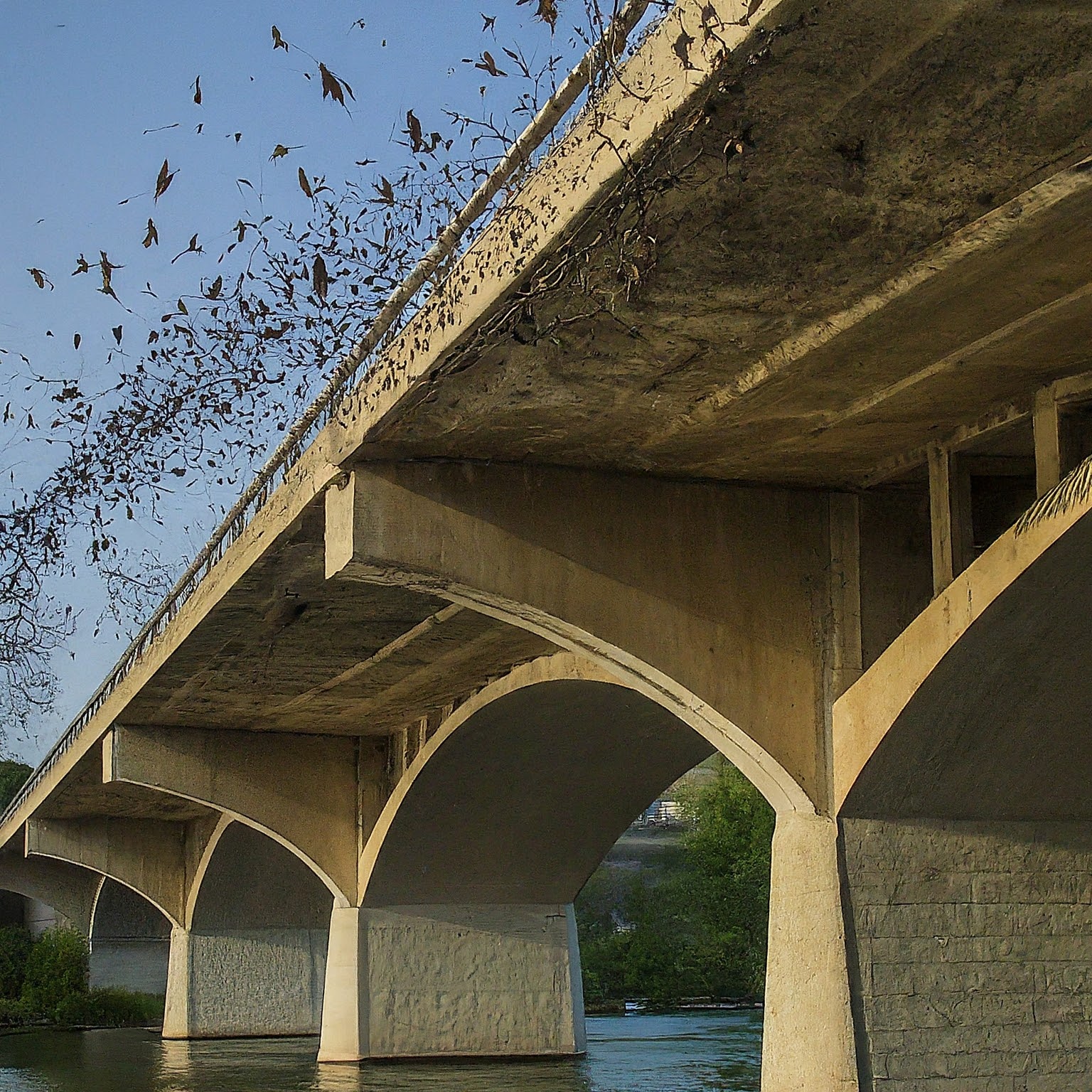 bats flying out from under a bridge