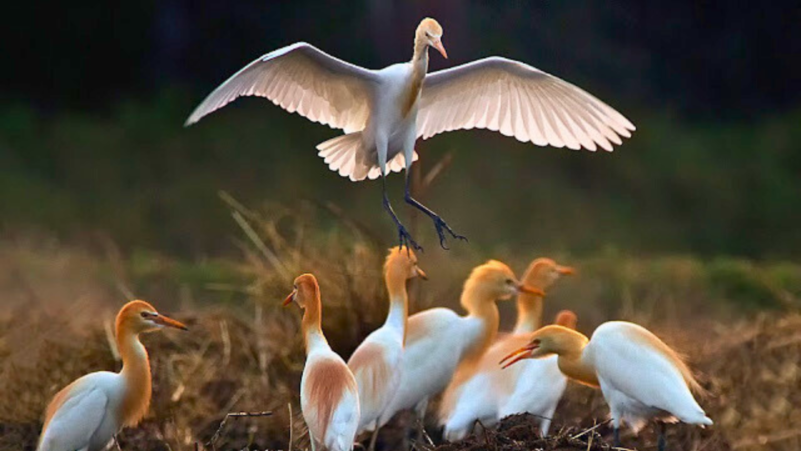 Bharatpur Bird Sanctuary