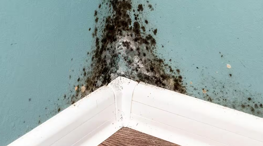 what kills black mold instantly