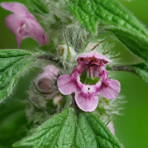 Motherwort Made Easy: A Beginner's Guide to Growing This Unique Flower