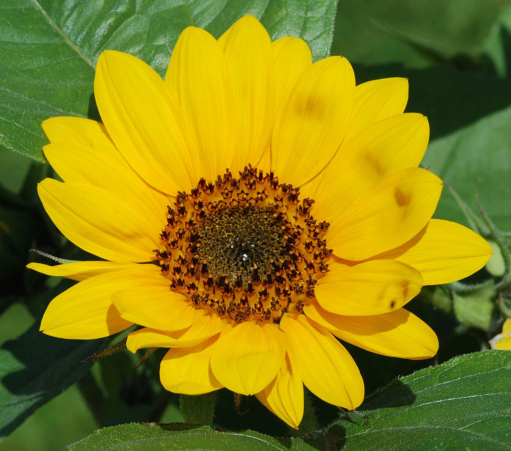 Aesthetic Flower DP for Instagram of a sunflower