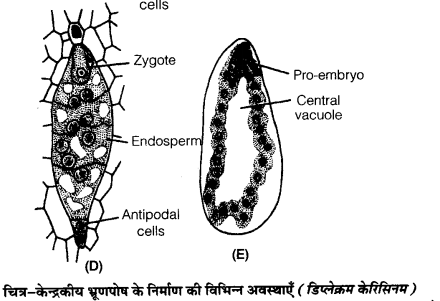 UP Board Solutions for Class 12 Biology Chapter 2 Sexual Reproduction in Flowering Plants 4Q.6.2