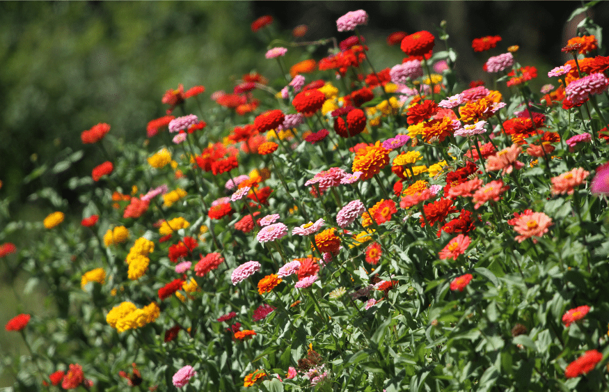 31 impressionantes plantas tolerantes à seca que você precisa para o seu jardim