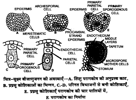UP Board Solutions for Class 12 Biology Chapter 2 Sexual Reproduction in Flowering Plants 4Q.1