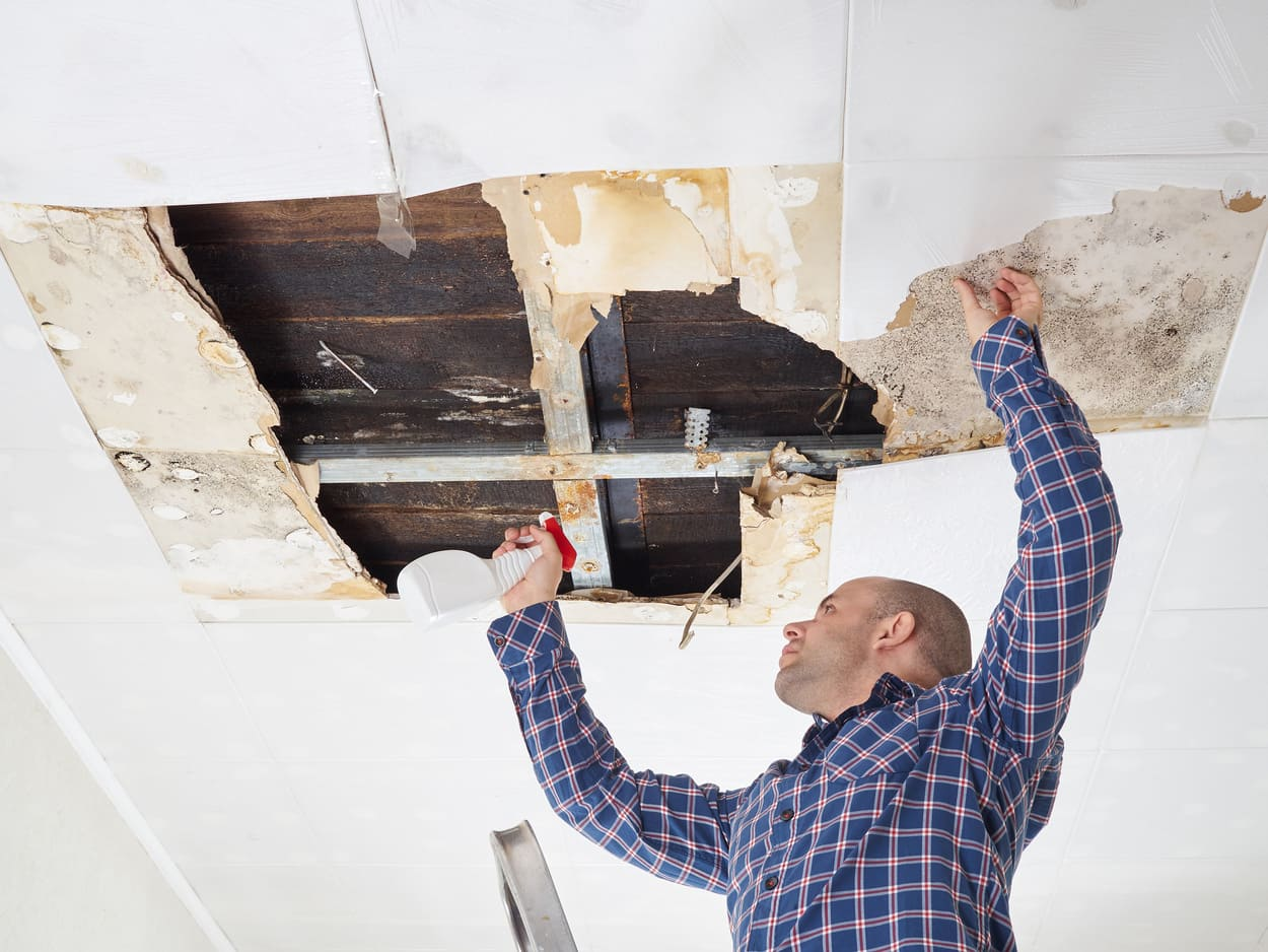  what kills mold on walls