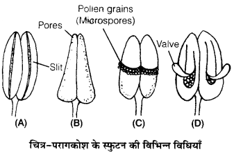 UP Board Solutions for Class 12 Biology Chapter 2 Sexual Reproduction in Flowering Plants 3Q.1