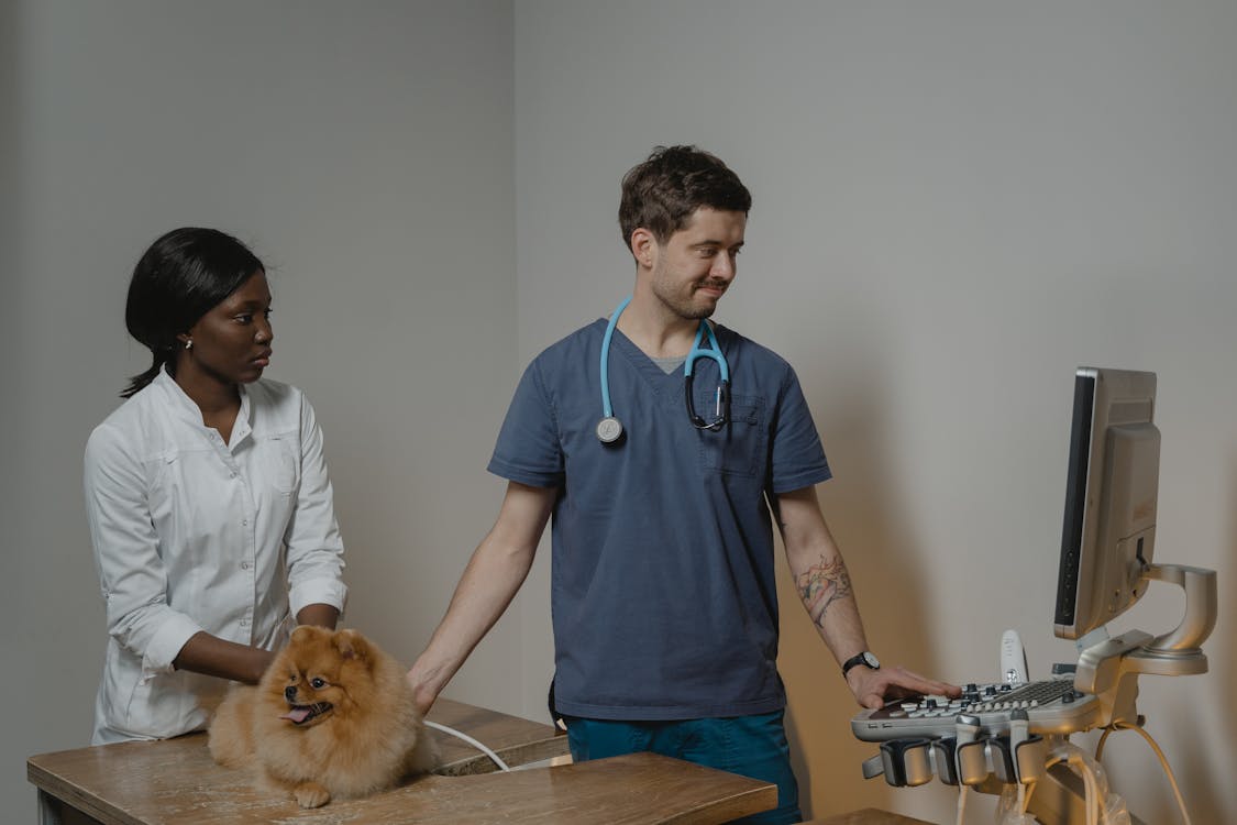Las innovaciones de Pet Tech están cambiando la atención veterinaria actual