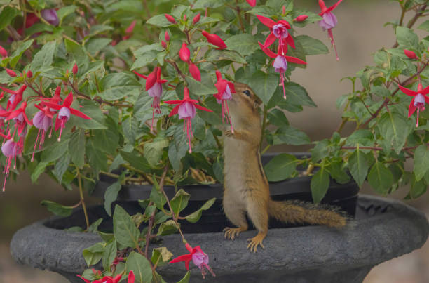 Discover how to gopher-proof your yard with Green Machine Pest Control's expert services.