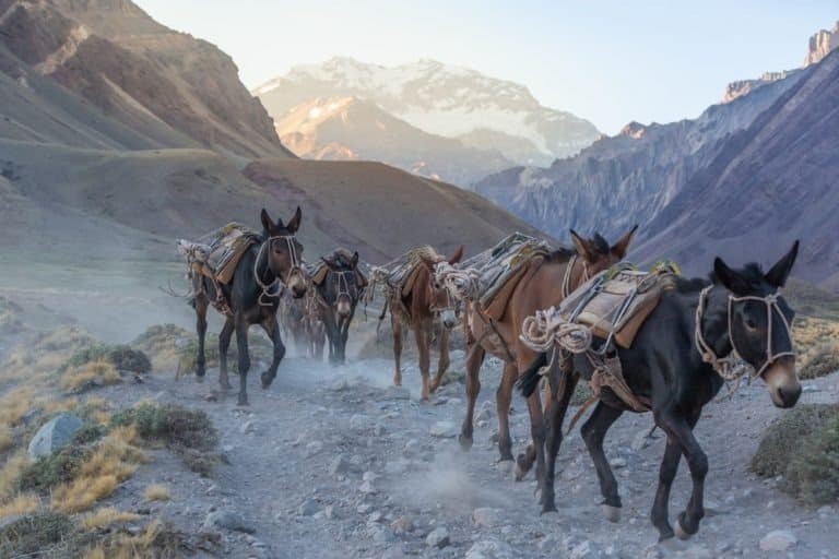 Mules in a mountain crossing. Source: shutterstock