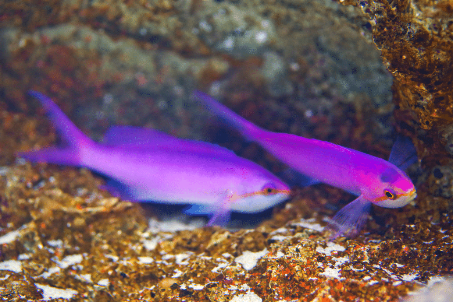 Purple queen anthias