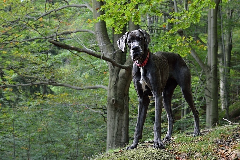 great dane_mtajmr, Pixabay