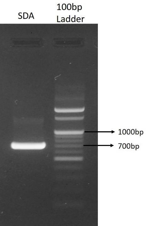 A close-up of a dna sequence Description automatically generated