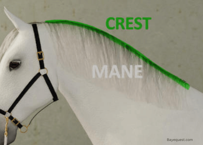 Horse Neck Anatomy