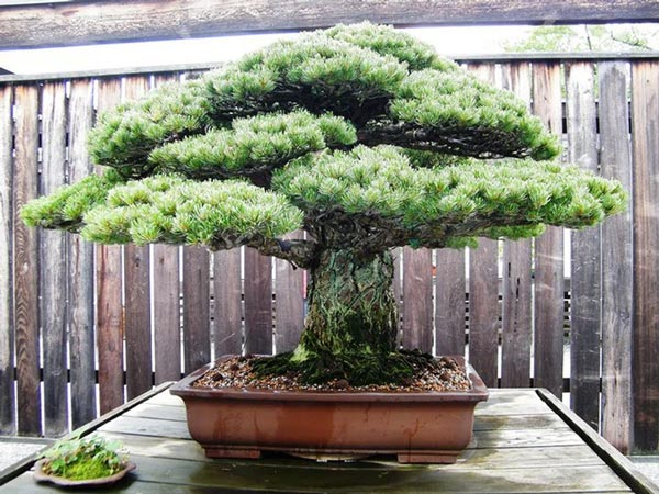 Cây bonsai cổ thụ