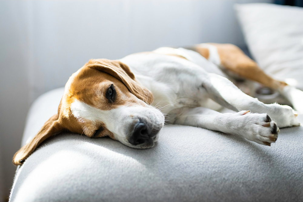 perro beagle macho enfermo tumbado en el sofá