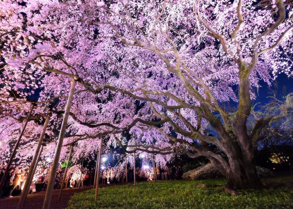 Night time view of pink leaved tree in Japanese garden