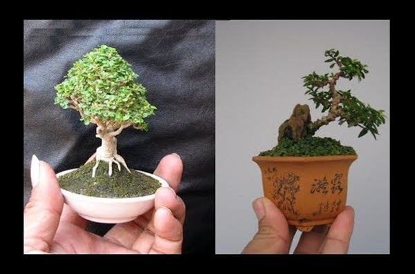 Giống Cây Bonsai