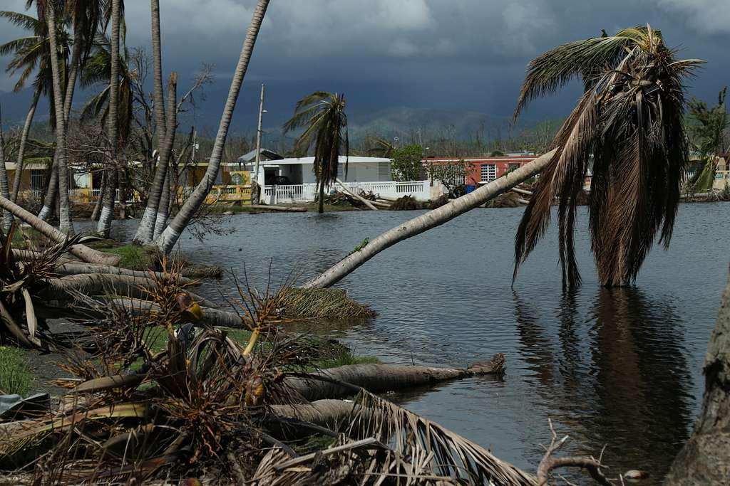 Trees collapse after hurricanes. is Puerto Rico safe

