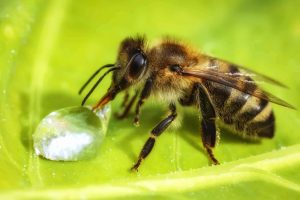 How to work apiculture and honey bee life