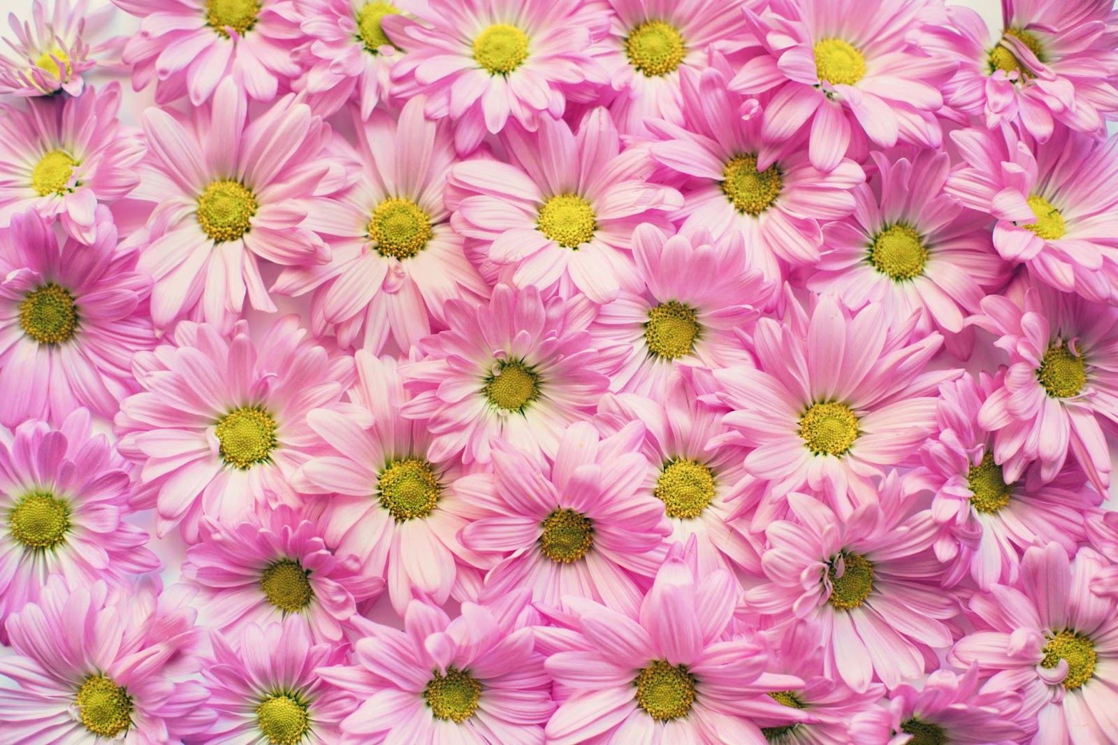 Pink Aesthetic Flower DP for Instagram